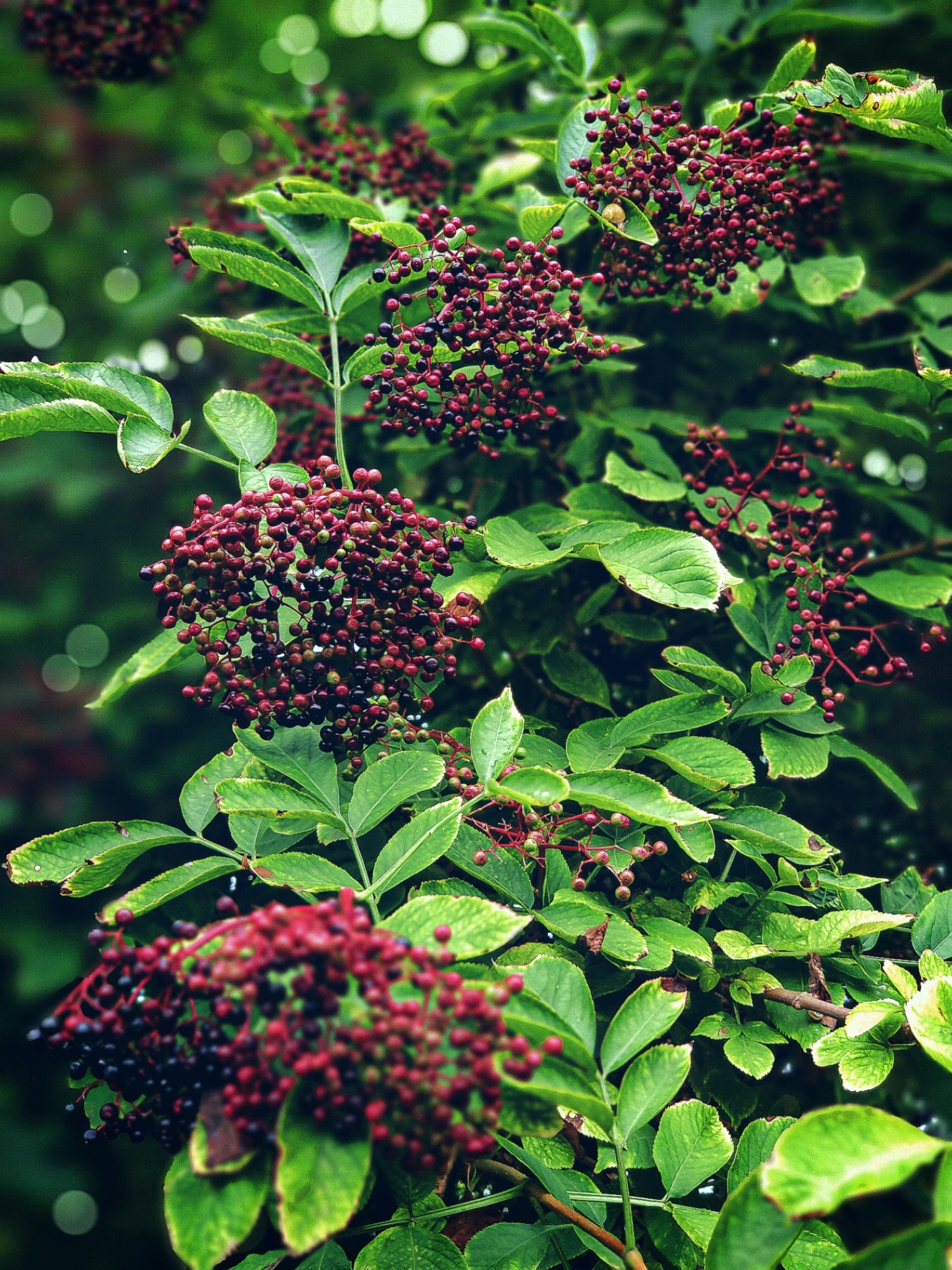 Elderberry Syrup